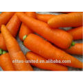 Best quality fresh carrot price